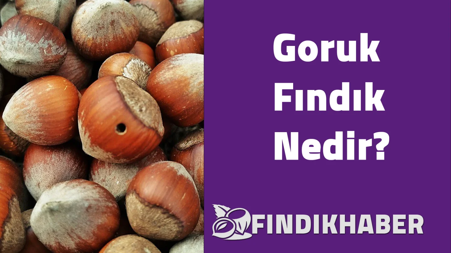 Goruk Fındık Nedir?