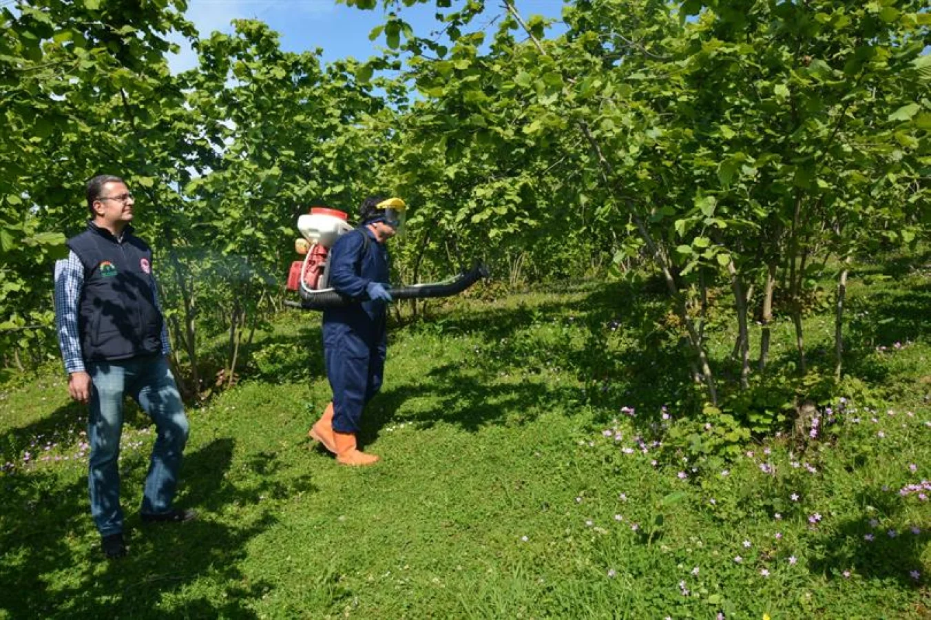 Trabzon’da Fındık Zararlısıyla Mücadele: 17 Bin Noktaya İlaçlama