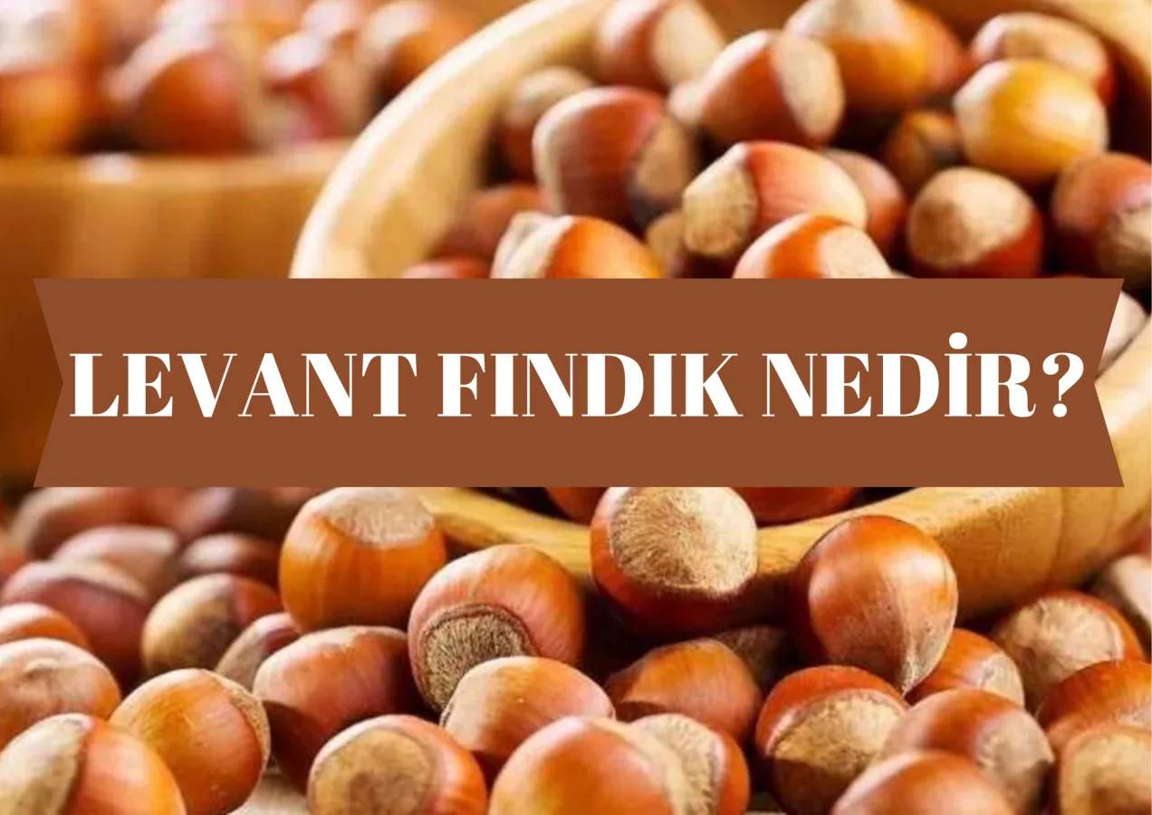 Levant Fındık Nedir?