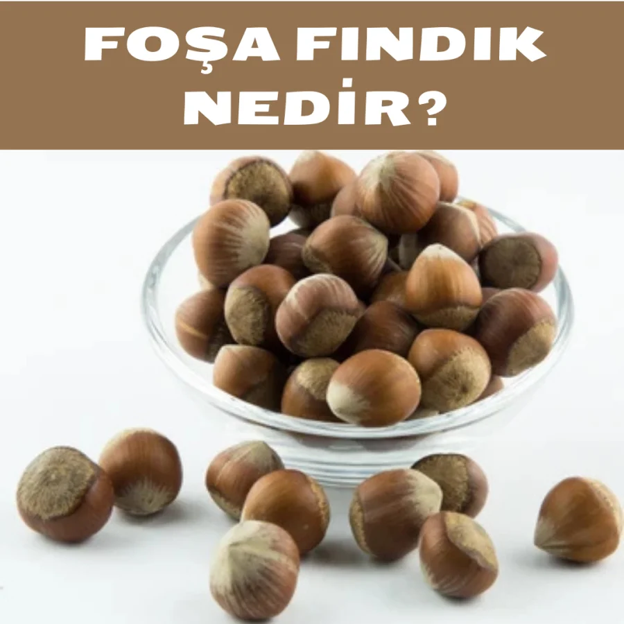 Foşa Fındık Nedir?