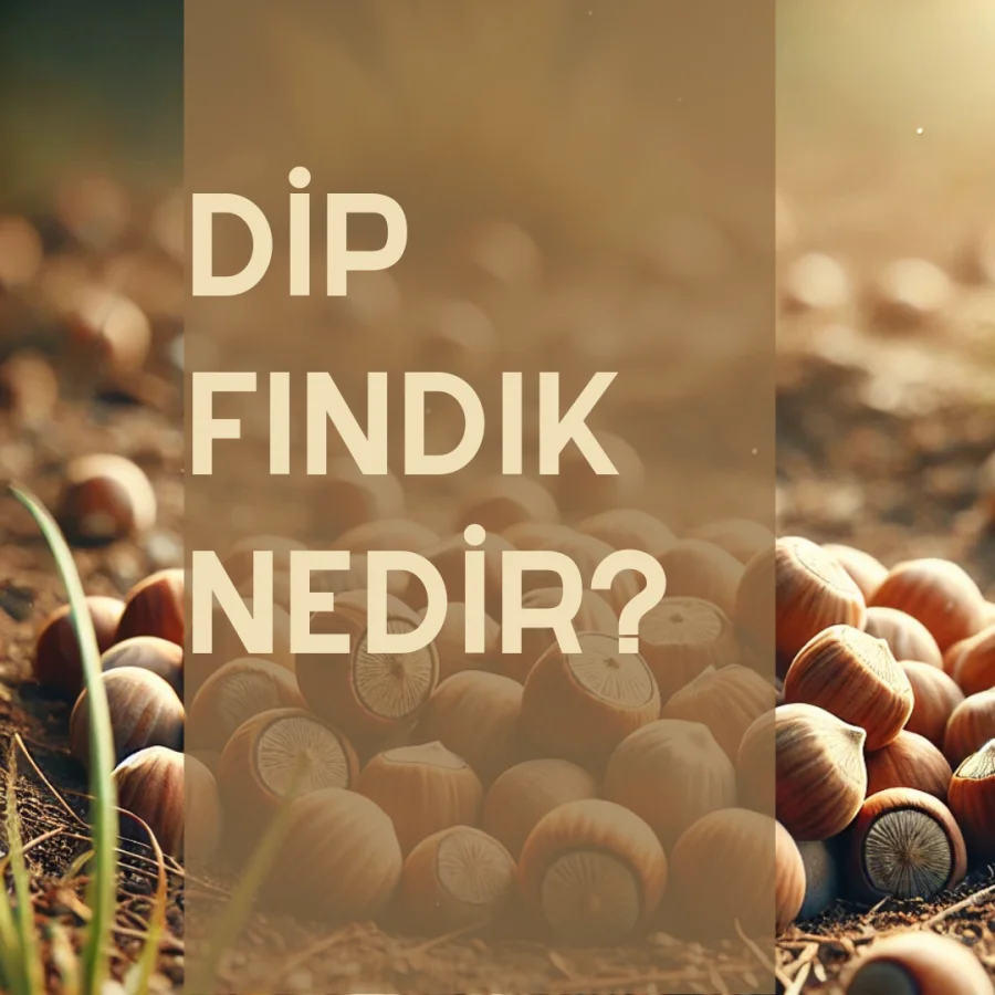 Dip Fındık Nedir?