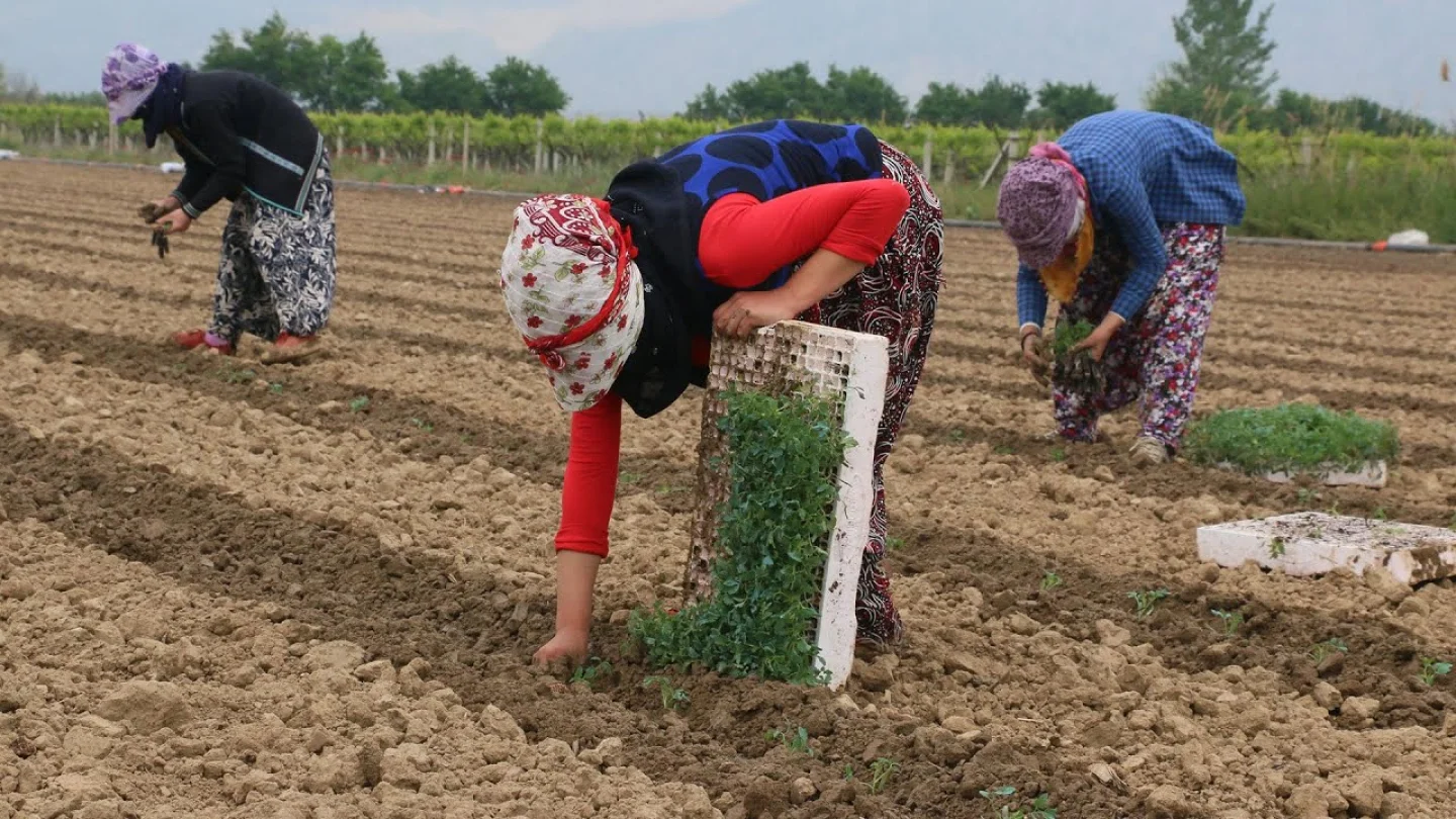 Eskişehir’de Tarım İşçi Ücretleri Türkiye Ortalamasının Üzerinde